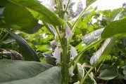 芦笋底肥的选用和施用技巧（如何选择合适的底肥并正确施用？-）