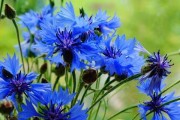 如何种植矢车菊（栽种时间、方法及注意事项）