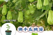 佛手瓜，生食还是熟吃？（佛手瓜的营养价值与食用方法详解）