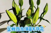 百合不开花的原因分析（揭开百合不开花的神秘面纱）