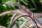 狼尾草——多年生草本植物的魅力（探秘狼尾草的特点、应用和栽培技巧）