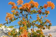如何挽救干枯发黄的三角梅花？（关键时刻，急救三角梅的黄叶！）