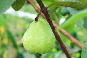 芭乐的生长环境及生长地方条件（探究芭乐生长的宜居条件）