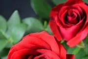 玫瑰花养殖禁忌与注意事项（玫瑰花有毒吗？如何在家里安全养护？）