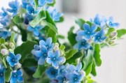 蓝星花的养护指南（打造美丽庭院的秘诀，蓝星花让你的生活充满色彩）