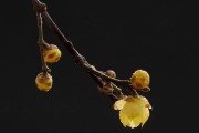 迎春花叶子黑色点的原因及处理方法（探究迎春花叶子黑色点的成因以及有效处理方法）