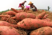 红薯追肥——选择合适肥料是关键（红薯追肥需要哪些肥料，如何正确选用）