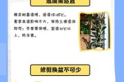 如何促进橡皮树的生长？（掌握关键技巧，助您打造茂盛橡皮树）