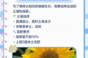 种太阳花没有土，你可以这样做（室内种植太阳花的秘诀与技巧）