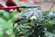 如何修根风车茉莉（从根部开始，让风车茉莉健康茁壮）