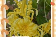 菊花的花语（揭开菊花花语的真相，让你彻底了解这种美丽的花朵）