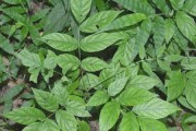 绿豆的叶子形态是否能说明其是双子叶植物？（探寻绿豆的分类特征）
