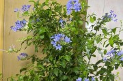 如何处理蓝雪花叶子卷曲问题（卷曲原因分析及有效补救方法）