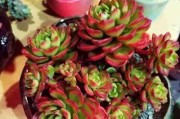 建房子的沙子也能种多肉？（从建筑垃圾到绿植新生，让废墟变成花园）