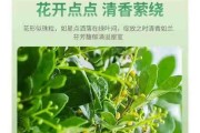 解决米兰花叶子蔫的方法（如何使米兰花恢复健康生长）