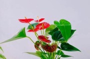 红掌的日光浴（探究红掌与阳光的关系）