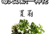 十月份以后的茉莉花养护指南（掌握关键诀窍，让你的茉莉花茁壮成长）