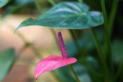 红掌新叶子干枯的原因及对策（植物生长过程中常见的问题与解决方法）