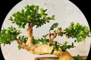 黄杨配土之肥料与土壤要点（种植黄杨树，选择合适的土壤和肥料是关键）