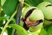 核桃生长地点及特点（探寻核桃的生长环境及种植技巧）