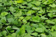 红薯追肥之选肥料大全（掌握这些肥料，让红薯更加旺盛！）
