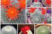 仙人掌欣顿花笼的养护指南（打造独特的仙人掌花园，从欣顿花笼开始）