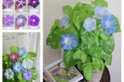 冬天养护牵牛花的技巧（打造美丽的冬日花园，关键在于正确养护牵牛花）