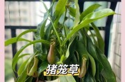 驱蚊草的种植与养护（打造自家驱蚊利器，远离蚊虫侵扰）