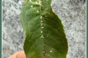 桂花春天掉叶子的原因与解决方法（保护桂花，打造美丽花园）