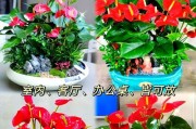 红掌水培发黄怎么补救？（教你拯救水培红掌）