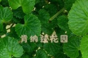 芥末，一种多功能的种子（从植物到佐料，探究芥末的多面性）