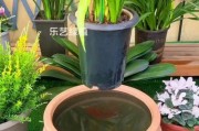 养好兰花的秘诀（掌握关键技巧，打造美丽的花园）