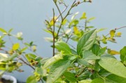 蓝莓的生长过程（什么时候发芽长叶？如何照顾？）
