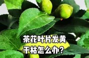 怎样处理茶花掉叶子打蔫问题？（有效方法解决茶花枯萎掉叶的困扰）