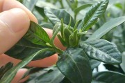 秋天的栀子花开放之谜（揭秘栀子花在秋天绽放的奥秘）