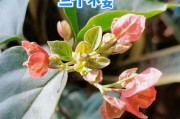 解决三角梅不发芽的问题（怎样使三角梅重新发芽）