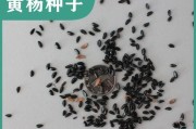 万年青种子的秘密（了解万年青种子的特点和生长习性，为您的园艺生涯带来惊喜）