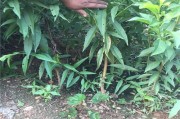 秋天可移栽的桃树（桃树移栽的最佳时间、步骤和注意事项）