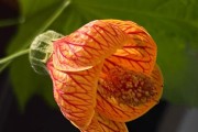 灯笼花——华丽而耐旱的“金灯笼”（盘点灯笼花的美丽与奥秘）