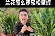 兰花养护全攻略（家庭养护法、兰花养护技巧、阳台兰花养护法）
