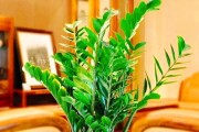 属虎的人应该养什么植物旺财？---植物招财生息，助属虎财运亨通！