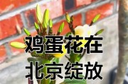 从种子到鸡蛋花（一步一步培育花朵的乐趣与挑战）