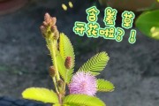 以含羞草怎么开花往后花会掉？（探究含羞草开花原因与花朵脱落机制）
