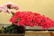 杜鹃花移栽的最佳时间及注意事项（春季移栽是关键，土壤条件要合适）