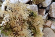 石花菜——神奇的海洋植物（探秘石花菜的生长环境、形态特征、营养价值和药用功能）