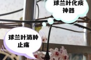 球兰掉叶之谜（揭秘球兰掉叶的原因及解决方法）