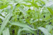 空心菜种植全指南（春夏二季适宜种植，阳光、肥料和水分是关键）
