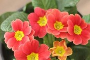 报春花开花规律探秘（一年开几次花？花期有多长？）