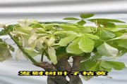 发财树掉叶子了怎么补救？（教你拯救发财树，让它重新繁茂起来！）