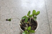 喇叭花浇水时间详解（喇叭花浇水的正确方法）